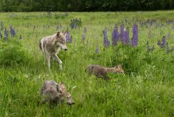 Wolf mit Jungtieren