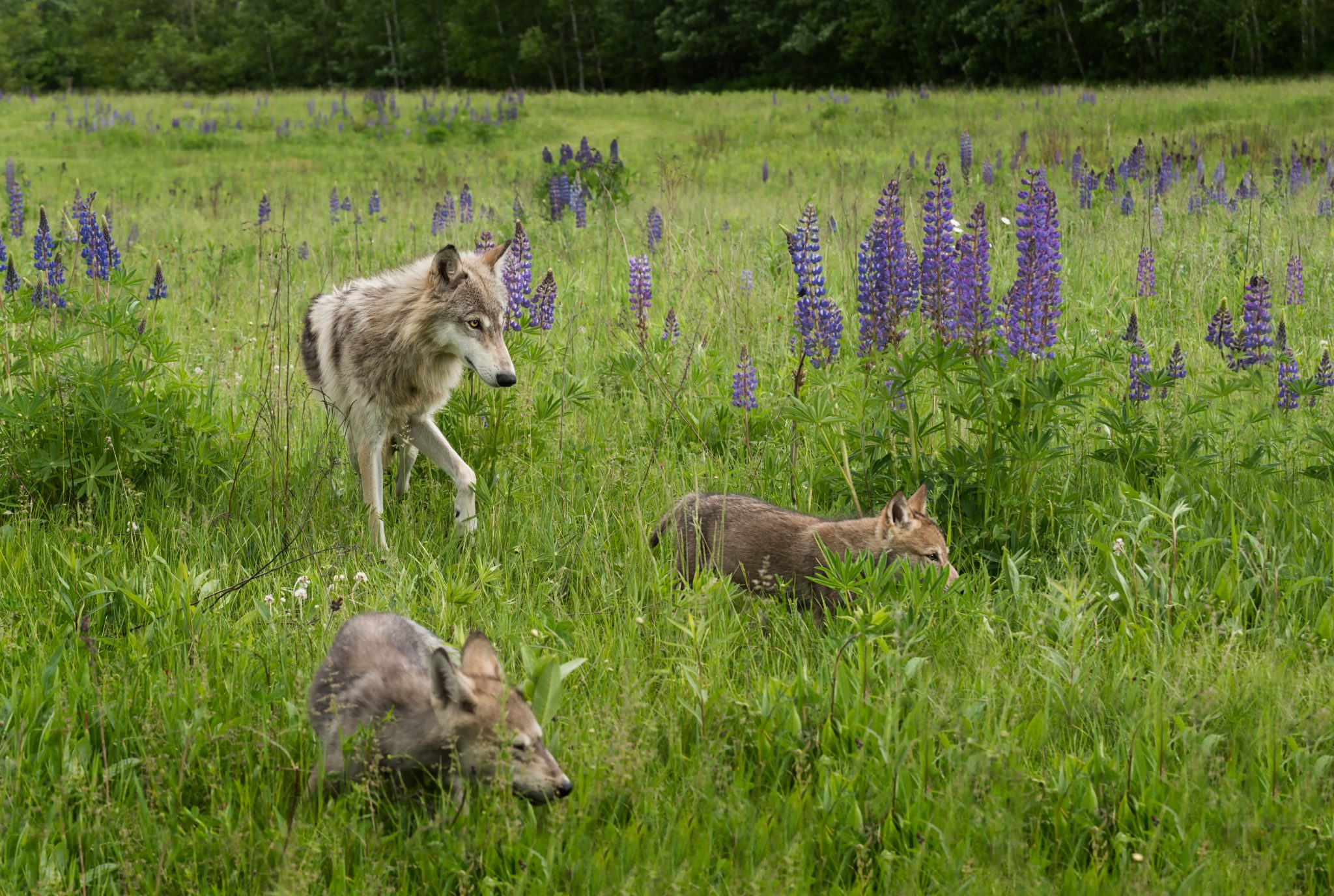 Nachhaltigkeit Wissen » Im Visier der Wolf