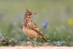 Die Feldlerche ist Vogel des Jahres 2019