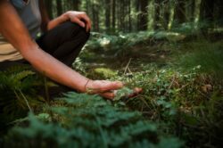 Das Bundesamt für Naturschutz veröffentlicht die Rote Liste bedrohter Wildpflanzen.