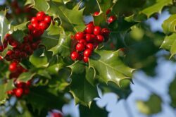 Die Stechpalme (Ilex) ist Bam des Jahres 2021.