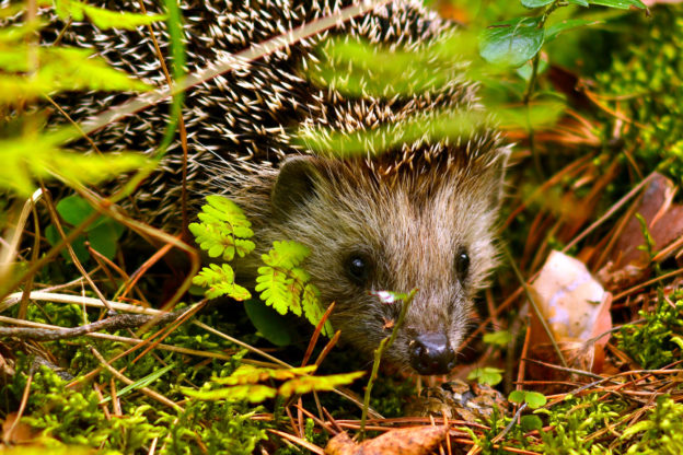 Der Igel als Symbolbild für die Artenvielfalt von Säugetieren in Deutschland