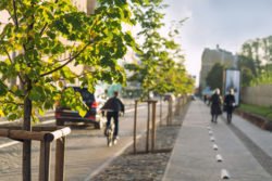 Heimische Stadt- und Straßenbäume sind vom Klimawandel bedroht. Können klimaresilientere Arten eine Säule der Klimaanpassungsstrategie sein?