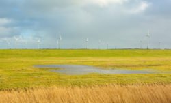 Windkraft und Artenschutz müssen miteinander vereinbar sein.