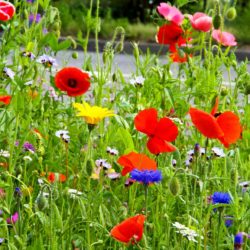 Wildblumen auf Firmengeländen können Biodiversität in Unternehmen fördern.