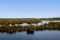 Moore: Gehen Klimaschutz und Nutzung zusammen?