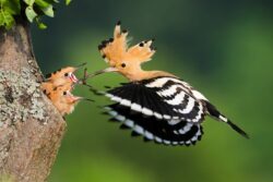 Der Wiedehopf ist Vogel des Jahres 2022.