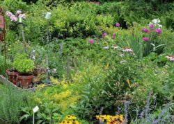 Biodiversität im Garten