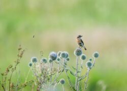 Das Braunkehlchen ist Vogel des Jahres 2023.