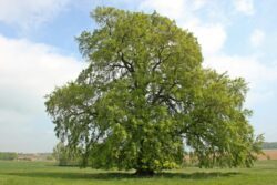 Die Flatter-Ulme (Rüster) ist Baum des Jahres 2019
