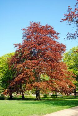 Die Buche ist Baum des Jahres 2022.