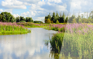 Kachel News Naturschutz und Biodiversität