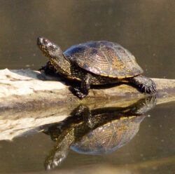 Europas einzige Schildkrötenart, die Sumpfschildkröte Emys orbicularis, ist vom Aussterben bedroht.