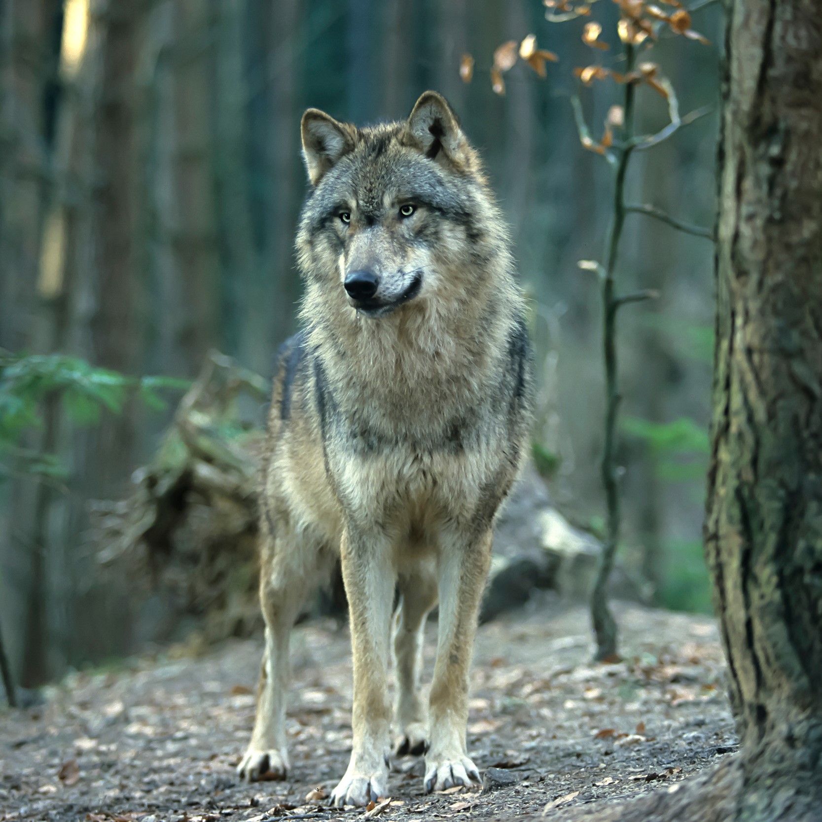 Europäischer Wolf