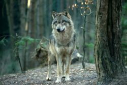 Überwindet der Wolf einen Herdenschutzzaun soll er auch ohne Gentest erlegt werden dürfen.