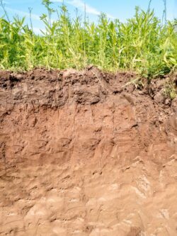 Die EU will die Bodenqualität überwachen