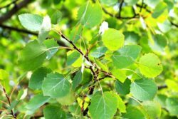 Die Zitterpappel ist Baum des Jahres 2026.