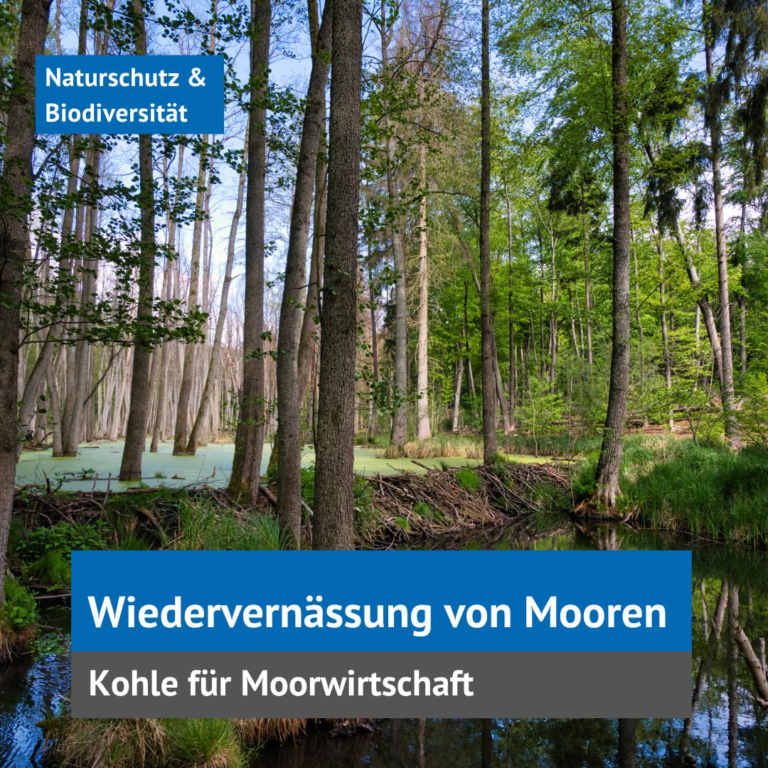 Kachel moor