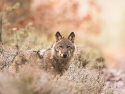 Der Wolf wurde auf Bundesebene ins Jagdrecht aufgenommen. Foto: NABU/Heiko Anders