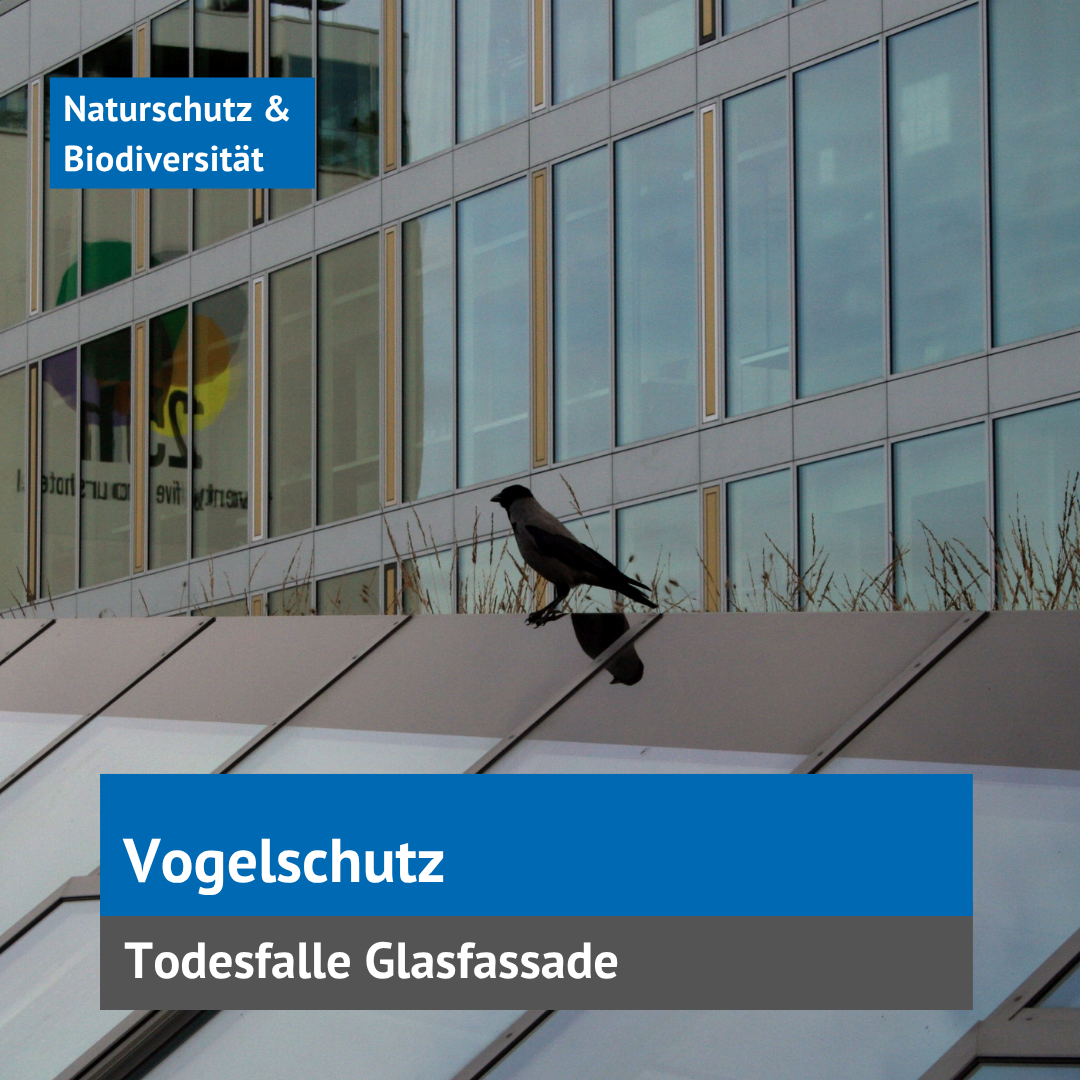 Kachel Vogelschutz