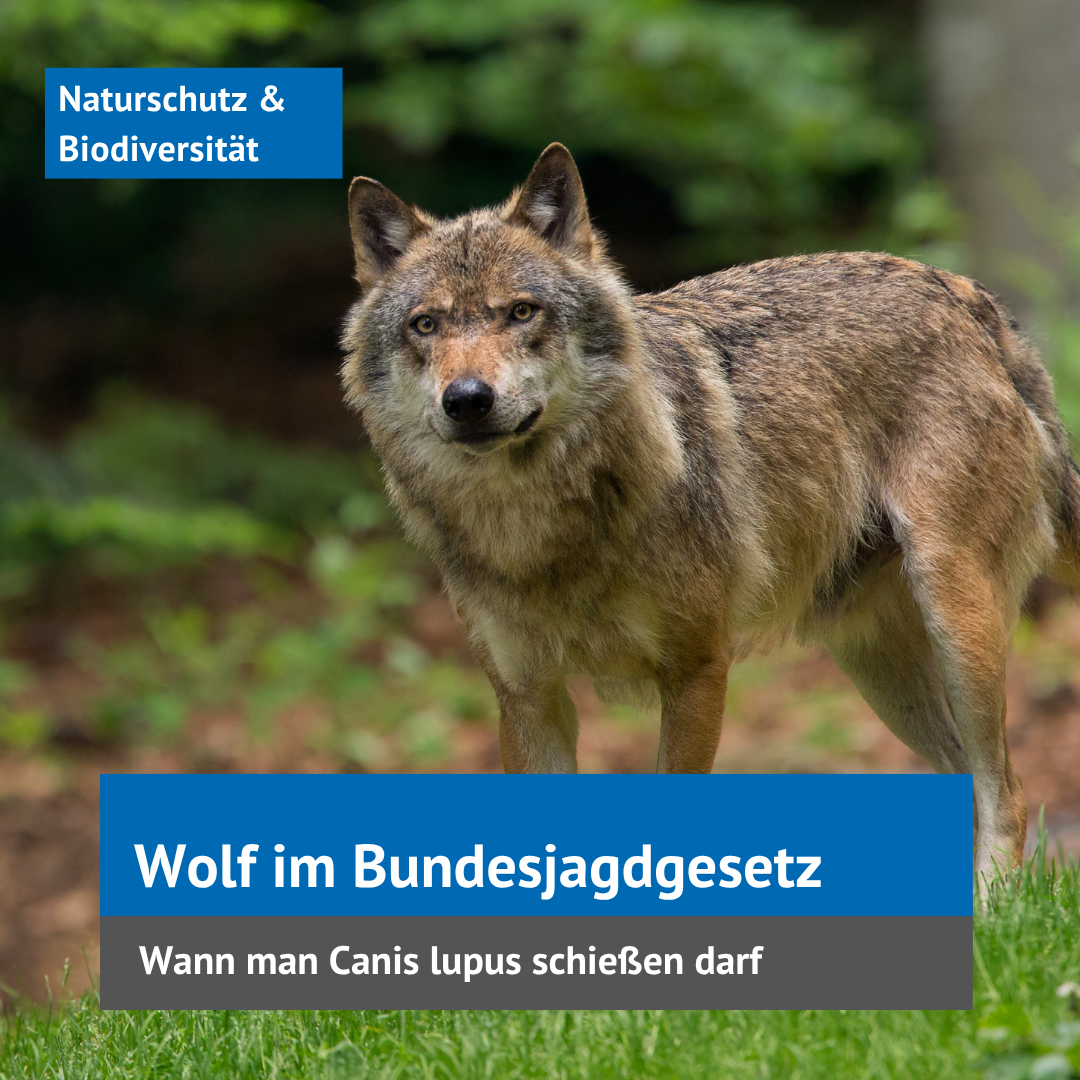 Kachel Wolf im Bundesjagdgesetz